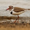 Kulik tripasy - Charadrius tricollaris - Three-banded Plover o2485
